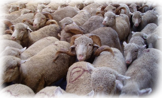 troupeau de brebis troupeau de brebis