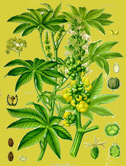 Huile de ricin Huile de ricin