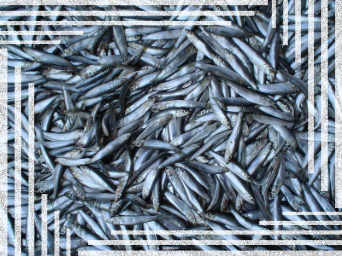 sardines sardines