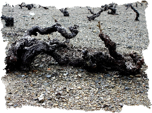 Souche de vigne Souche de vigne